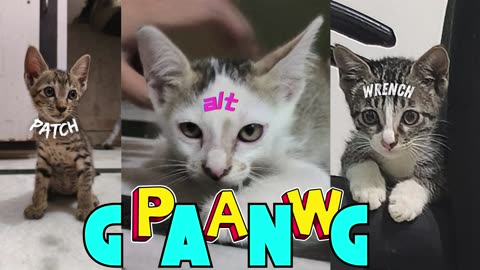 PAW-Gang Introduction