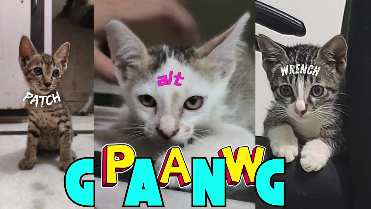 PAW-Gang Introduction