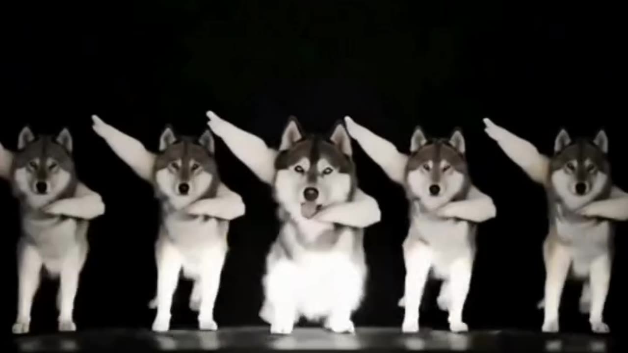 🐶 Funny Dog Starts Dancing in Front of a Car on Highway 😱 | Cute Dog Dance