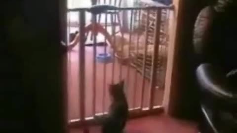 😂🐱 You Won't Believe How Dumb This Cat Is! Dumbest Cat Fail | FunFM
