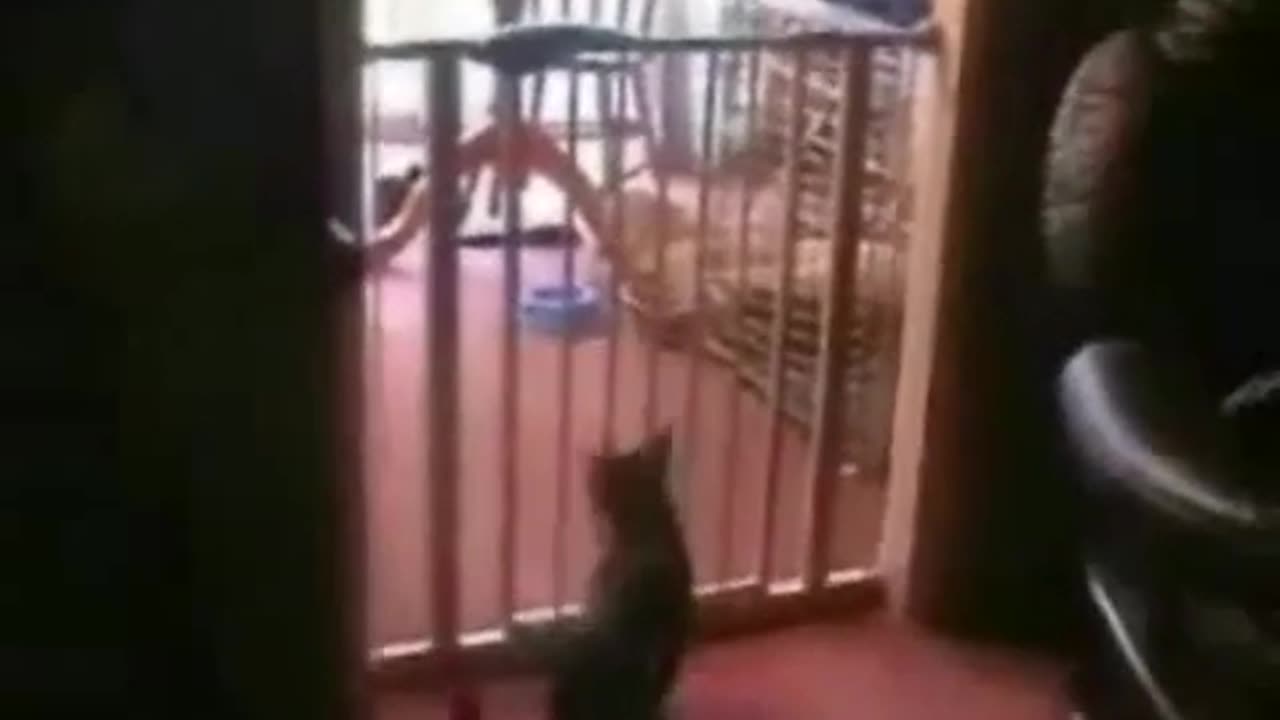 😂🐱 You Won't Believe How Dumb This Cat Is! Dumbest Cat Fail | FunFM