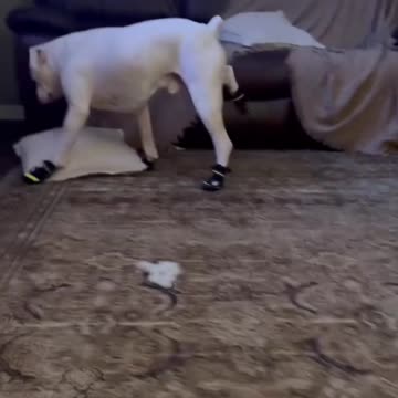 Dogs + Shoes = Comedy! سگ‌ها + کفش = خنده دارترین ترکیب