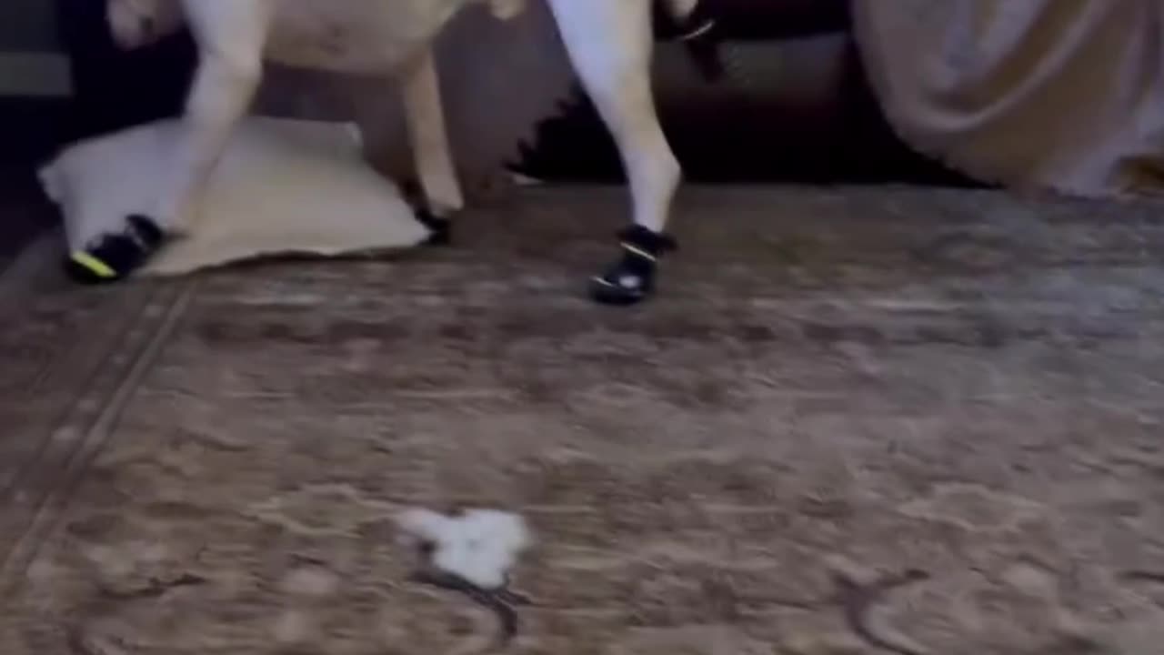 Dogs + Shoes = Comedy! سگ‌ها + کفش = خنده دارترین ترکیب