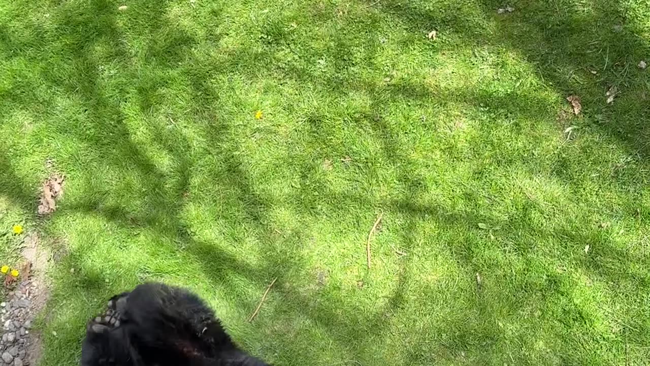 Bear Yawns and Stretches in Sleep