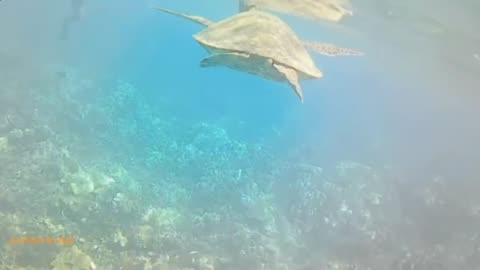 man gets B(*ch slapped by sea turtle while snorkeling in maui