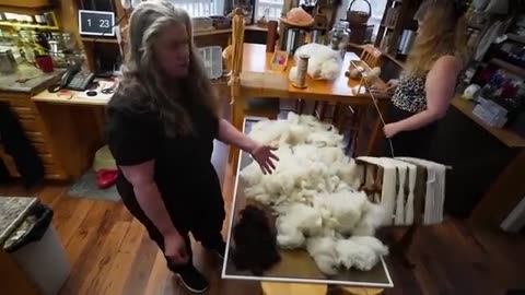 Raw Wool Processing Start to Finish - Sheep & Alpaca Fleece