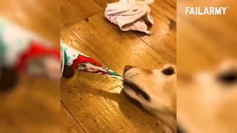 FUNNY ANIMALS 🙀 2025