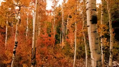 Natural World