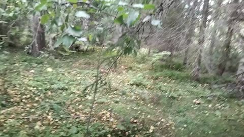 Autiotalon viimeinen käyttöpäivä lähestyy hyvää vauhtia, sauna sentään pystyssä vielä