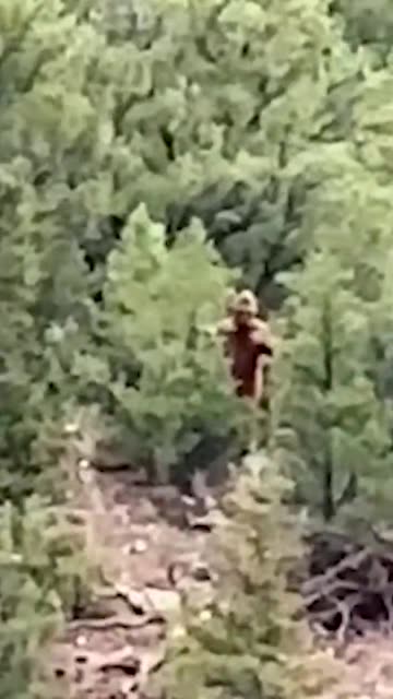 The Existence of Bigfoot Confirmed by SCIENTISTS - Video Evidence