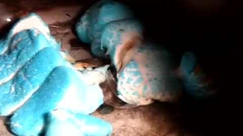 easter special microwave marshallow peeps
