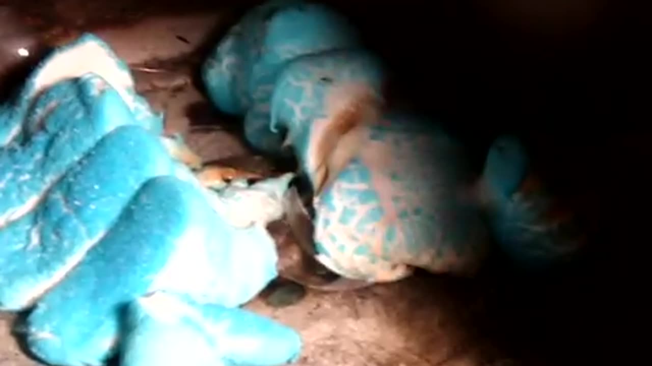 easter special microwave marshallow peeps