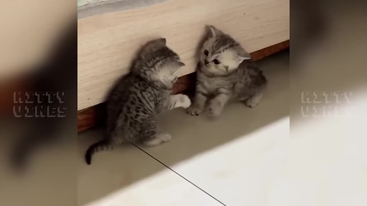 funny-moments-cats-and-dogs---funny-cats-videos-clips