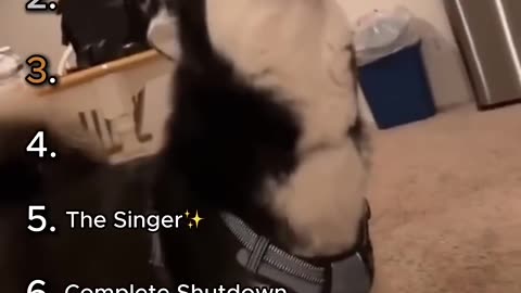 Funniest Husky Core Moments 🤣 (Absolutely Hilarious and Unbelievable!)