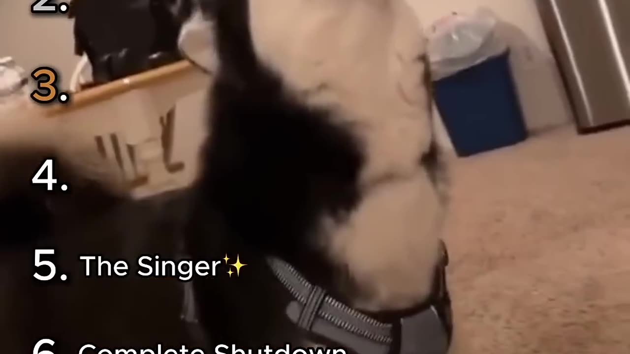 Funniest Husky Core Moments 🤣 (Absolutely Hilarious and Unbelievable!)
