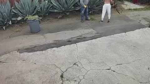 Brentwood Gardener Assaulted by Homeless Man, Faces Long Recovery