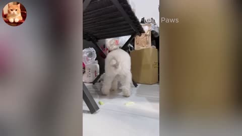 Laugh Out Loud Animals 😂 - Best Funny Cats and Dogs 2025 🐶😼 - Part 5