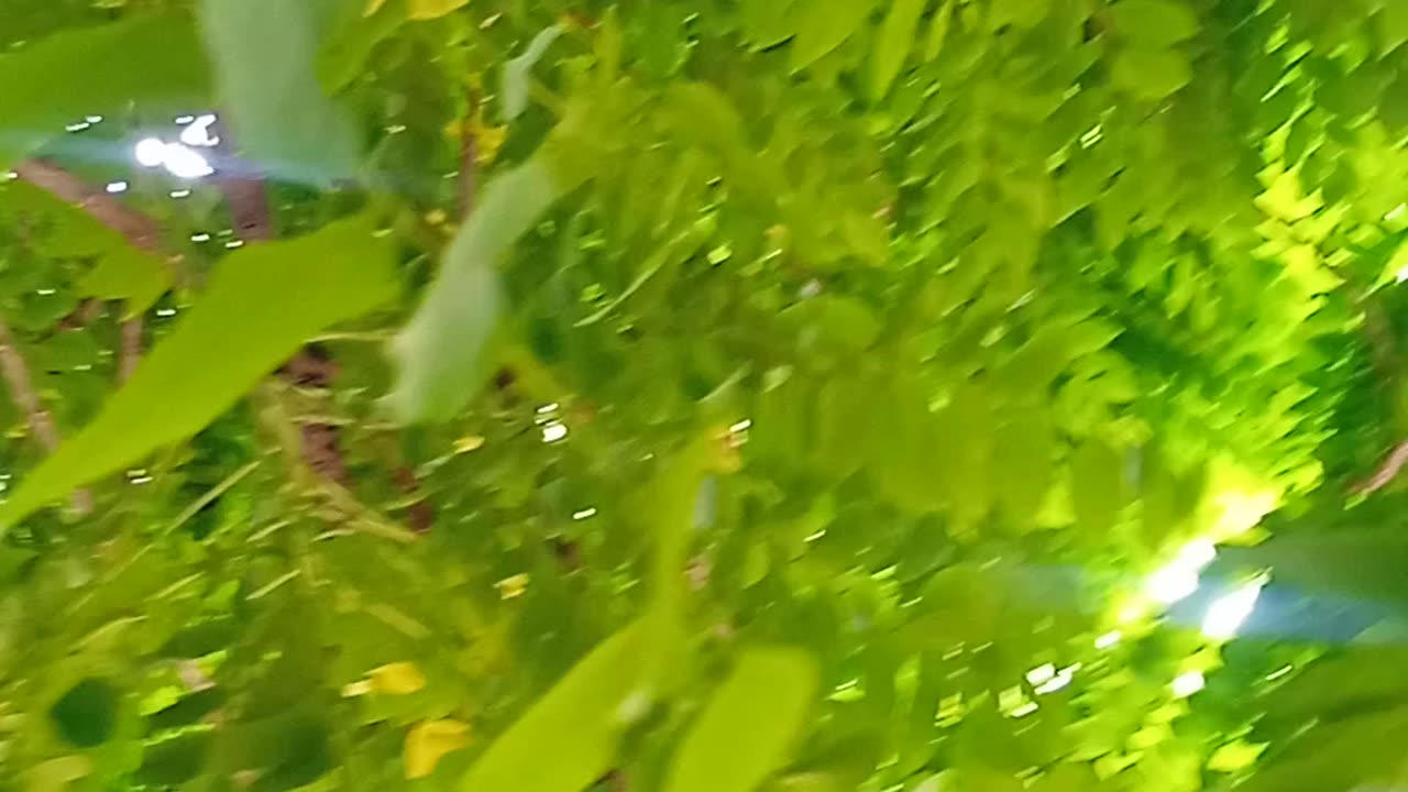 Nature