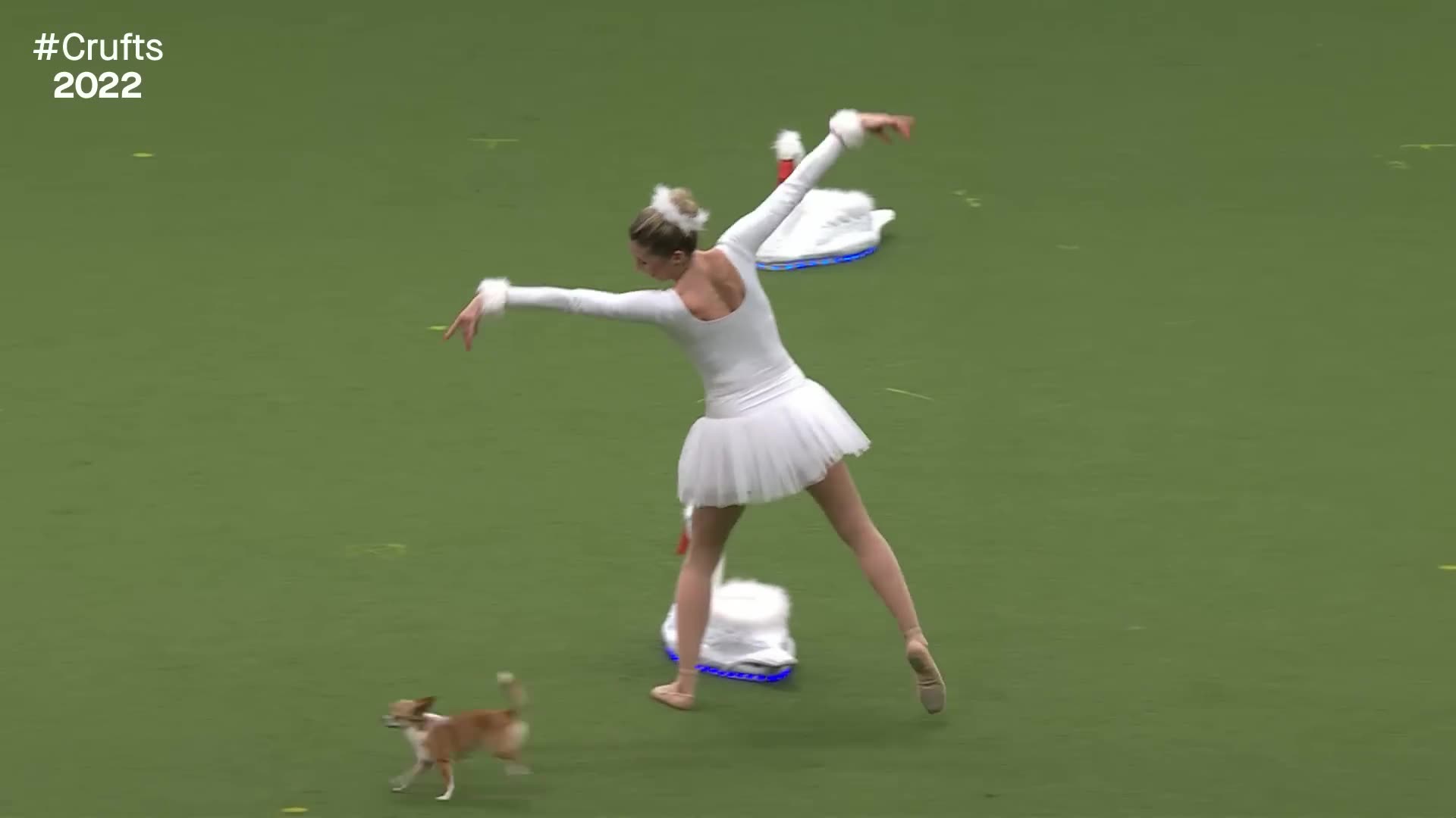 Stunning Chihuahua Swan Lake Routine at Crufts 2022
