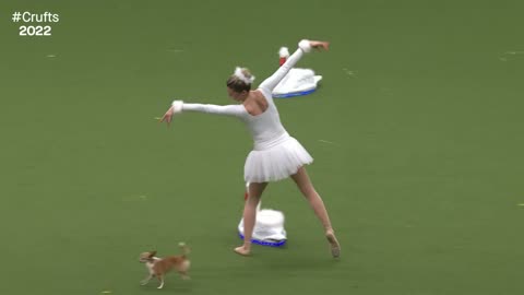 Stunning Chihuahua Swan Lake Routine at Crufts 2022 