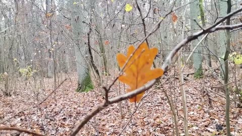 o pięknym ludziach ... (polecam obejrzenie filmu na kanale Ziarno Świadomości )