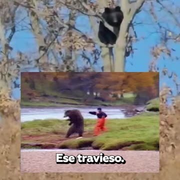 Peludo visitante 'supervisa' desde un árbol el trabajo de una fábrica