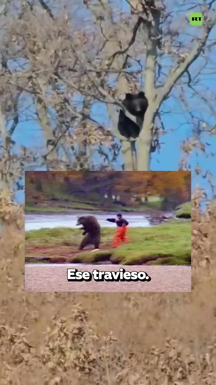 Peludo visitante supervisa desde un árbol el trabajo de una fábrica