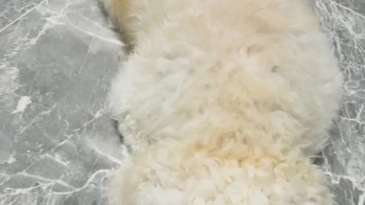 Cute poodle dog