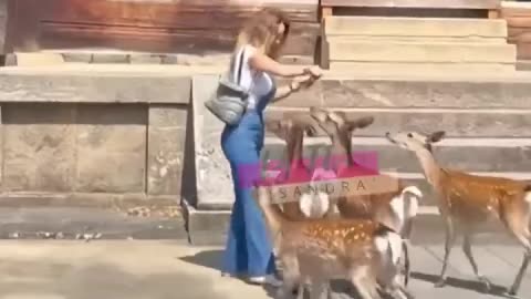 A doe who is a little too enterprising and greedy