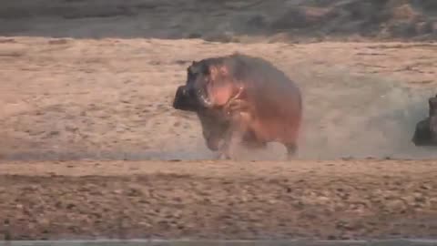 Hippos Playing