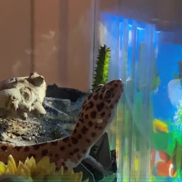 BEST LEOPARD GECKO SURPRISE