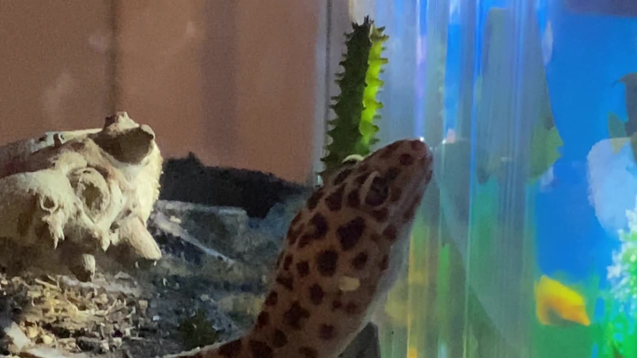 BEST LEOPARD GECKO SURPRISE