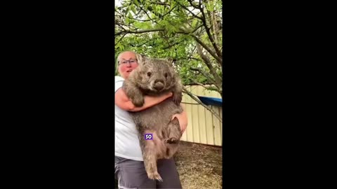 Wombats are pretty interesting huh... They kill with their ass, crap cubes....