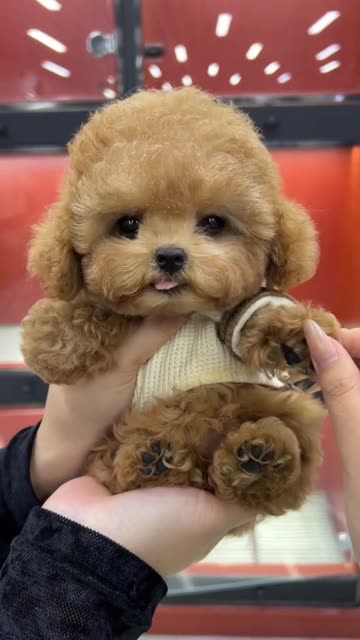 cute Dogs the nature has really created cute animals