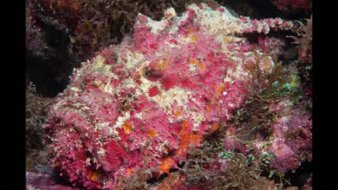 CrystalFire7x's Top 20 Favorite Oceania Animals