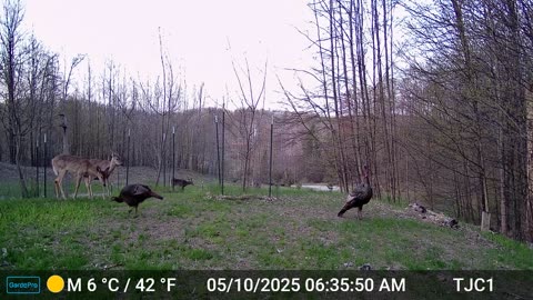 Deer and Turkeys