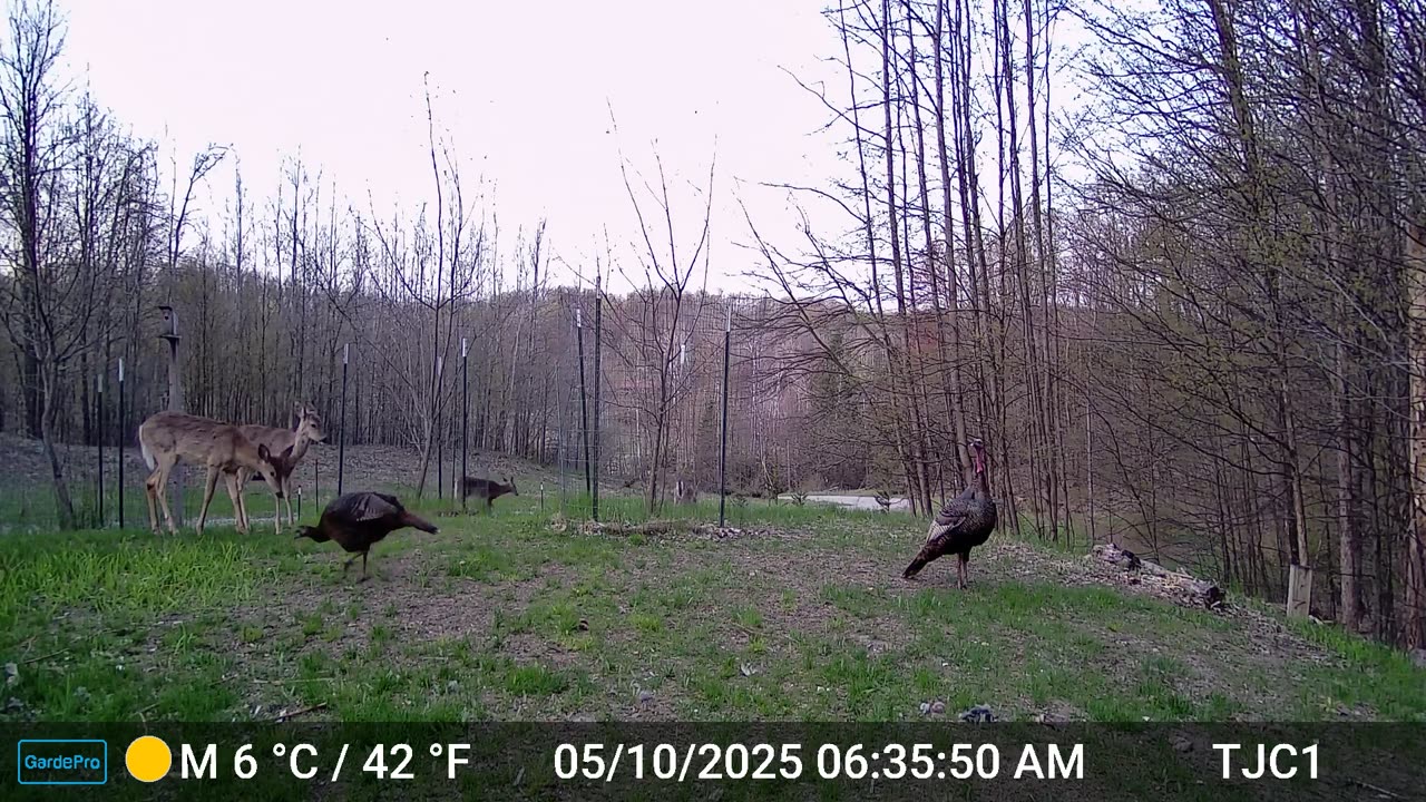 Deer and Turkeys