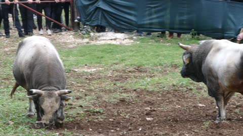 Alkar od Šakića vs Bjelan od Kozlice Šestanovac 2025