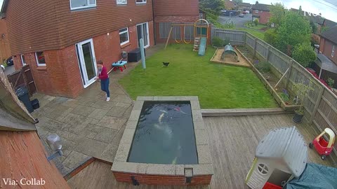 When Animals Think No One's Watching Backyard Edition 😁 Funniest Animal Videos 2025