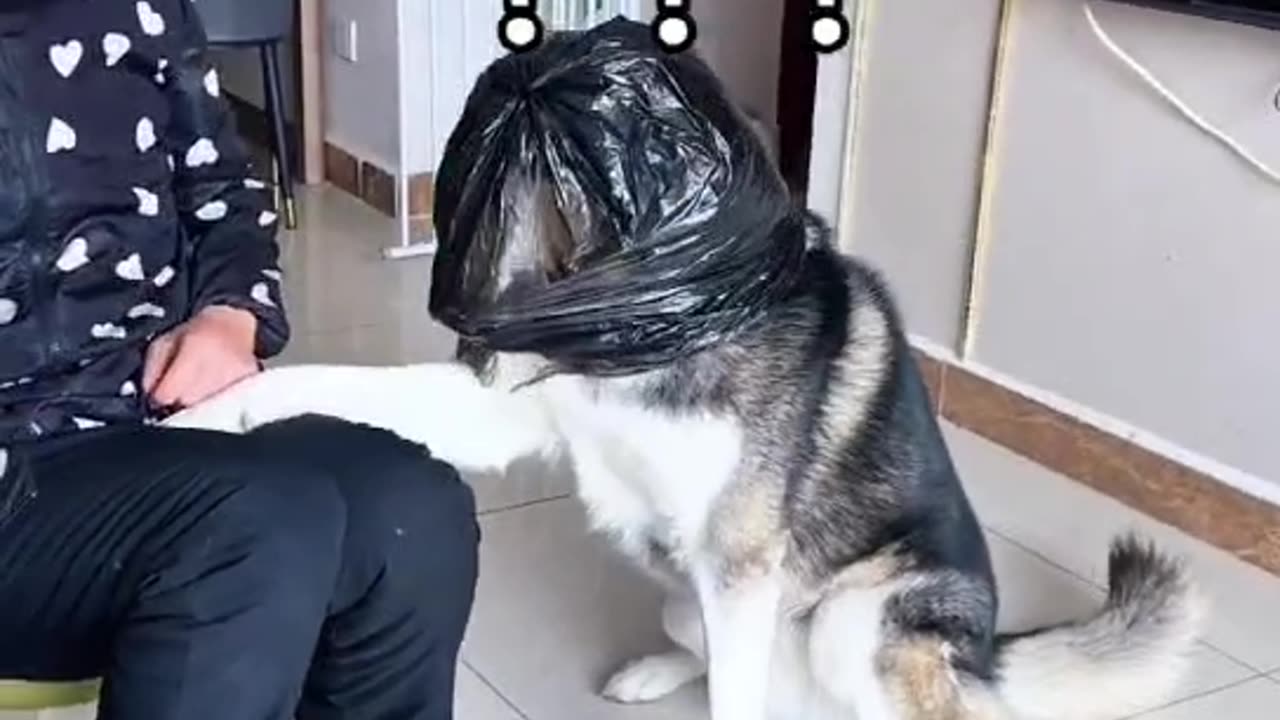 Who doesn't have a silly dog yet