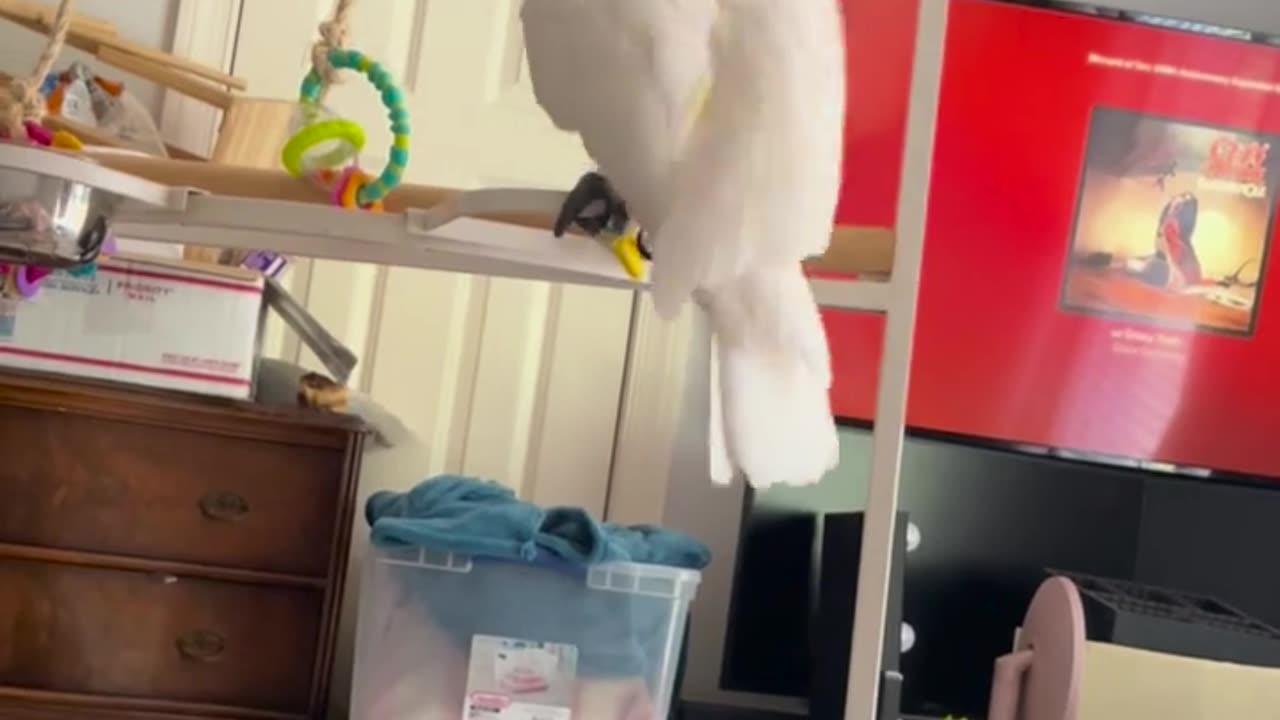 🤣🐦 Mom’s New Bird Has Better Taste in Music Than Most Humans! | FunFM