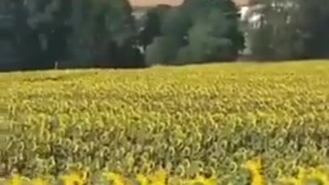 Sunflowers Turning Away from the Sun