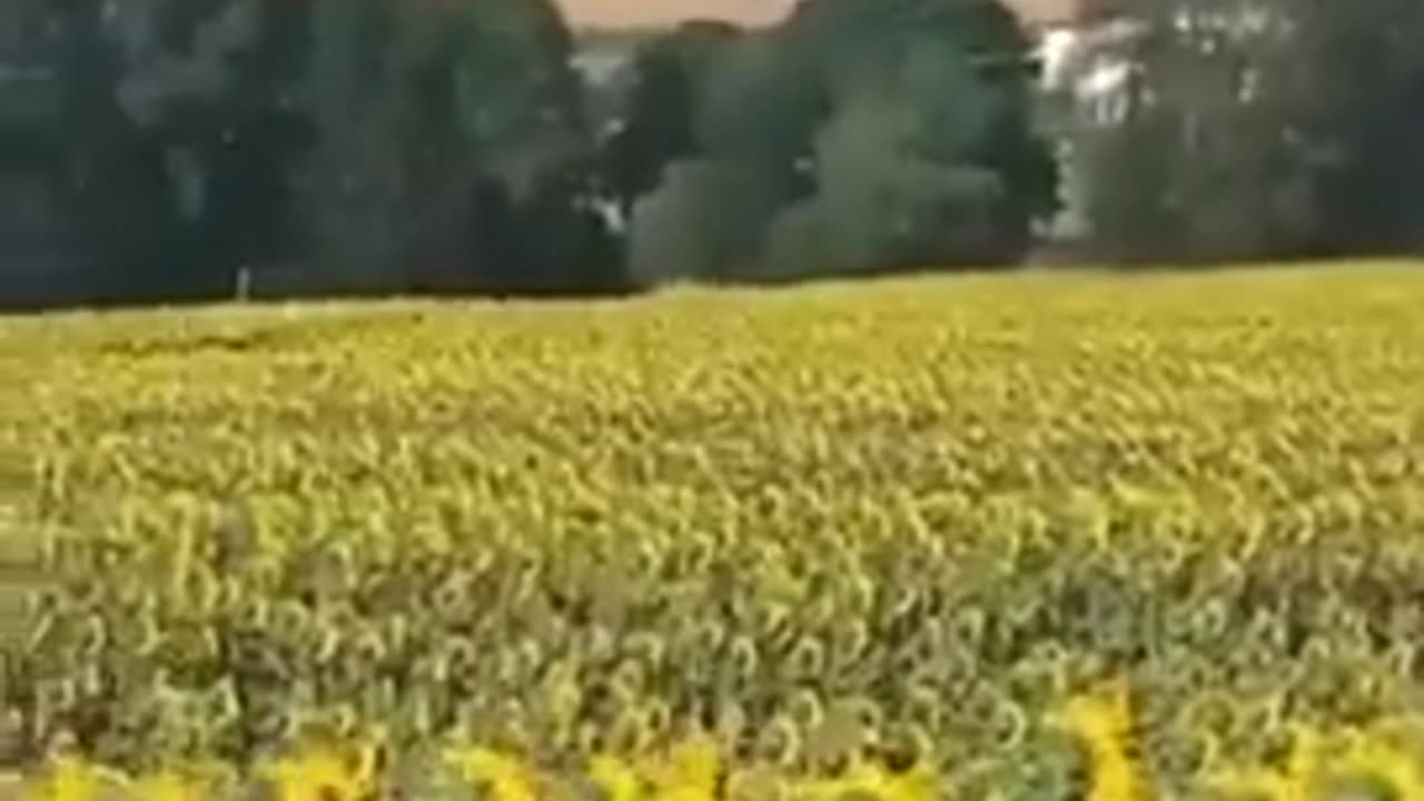 Sunflowers Turning Away from the Sun