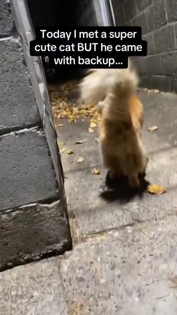 Cat Brings Back Up!!!