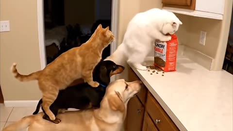 Dog's Comedy Videos 🤣 so cute videos and puppies comedy scenes 🤣 so cute 🥰🥰🥰🥰