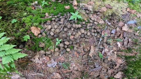 Moose Droppings