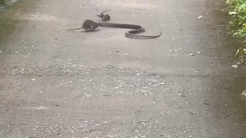 Mouse Attempts to Protect Its Baby From a Snake