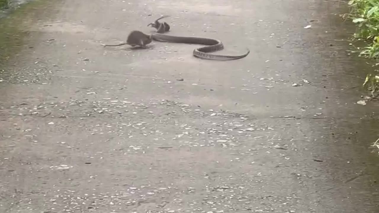 Mouse Attempts to Protect Its Baby From a Snake