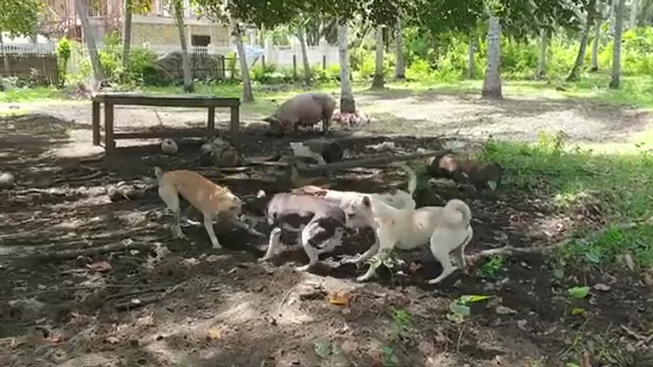 Village Dogs Fighting