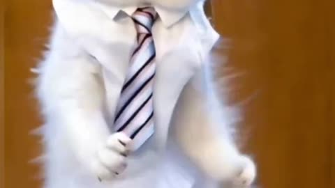 Cat funny dance video #cat#catlover#viral#trending #7